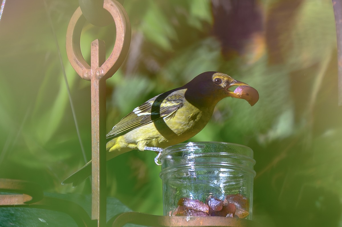 Желтоплечая пиранга - ML644483425