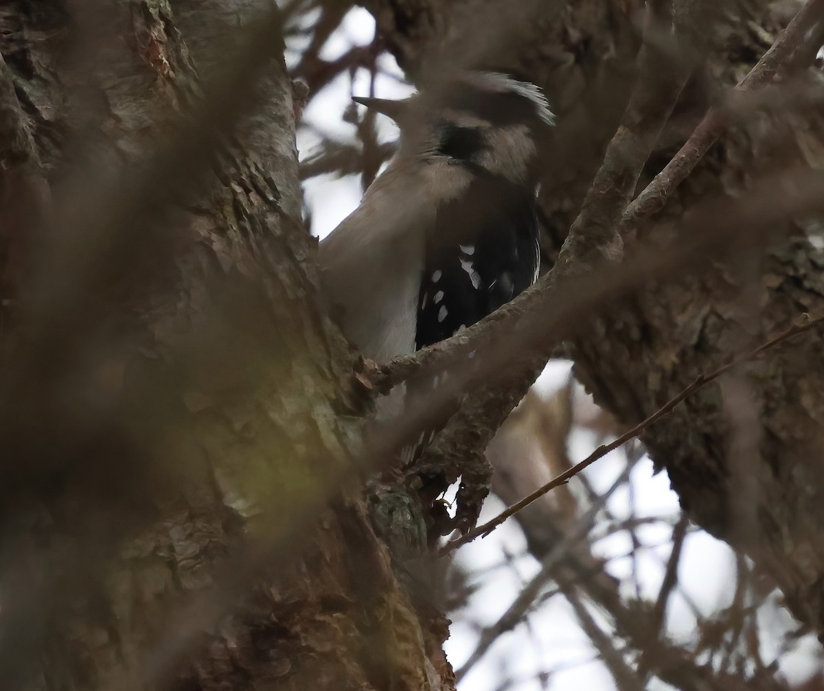 dunspett - ML644483429