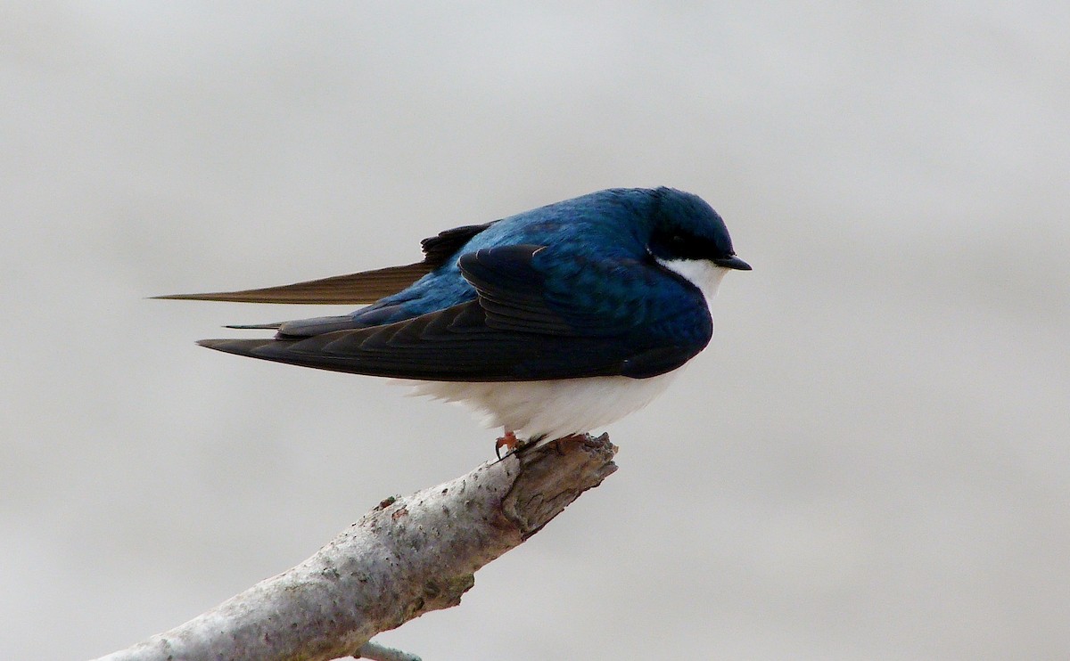 Elai kolorebikoa - ML644483448