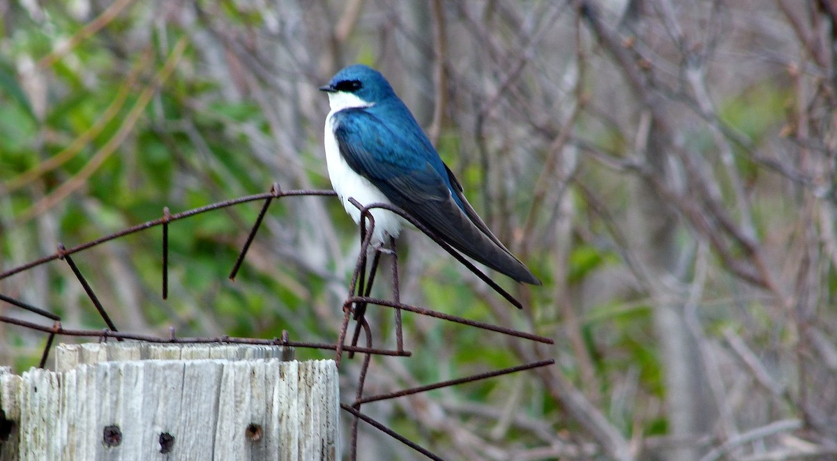 Elai kolorebikoa - ML644483456