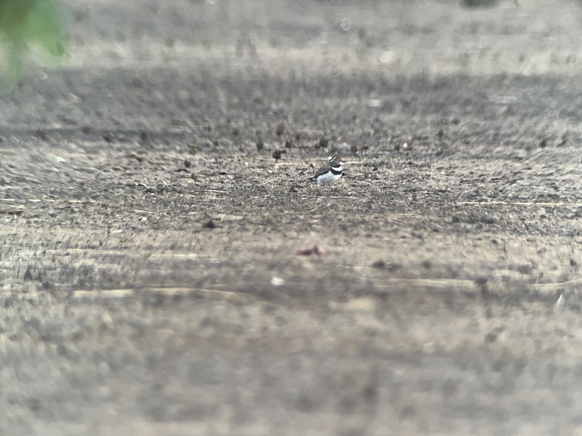 ニシミスジチドリ - ML644483471