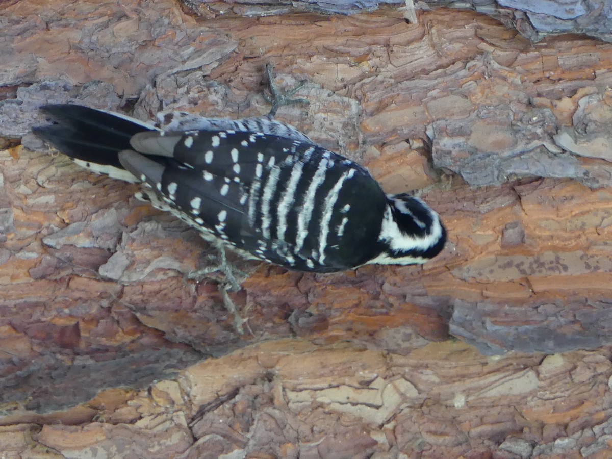 Nuttall's Woodpecker - ML644483492