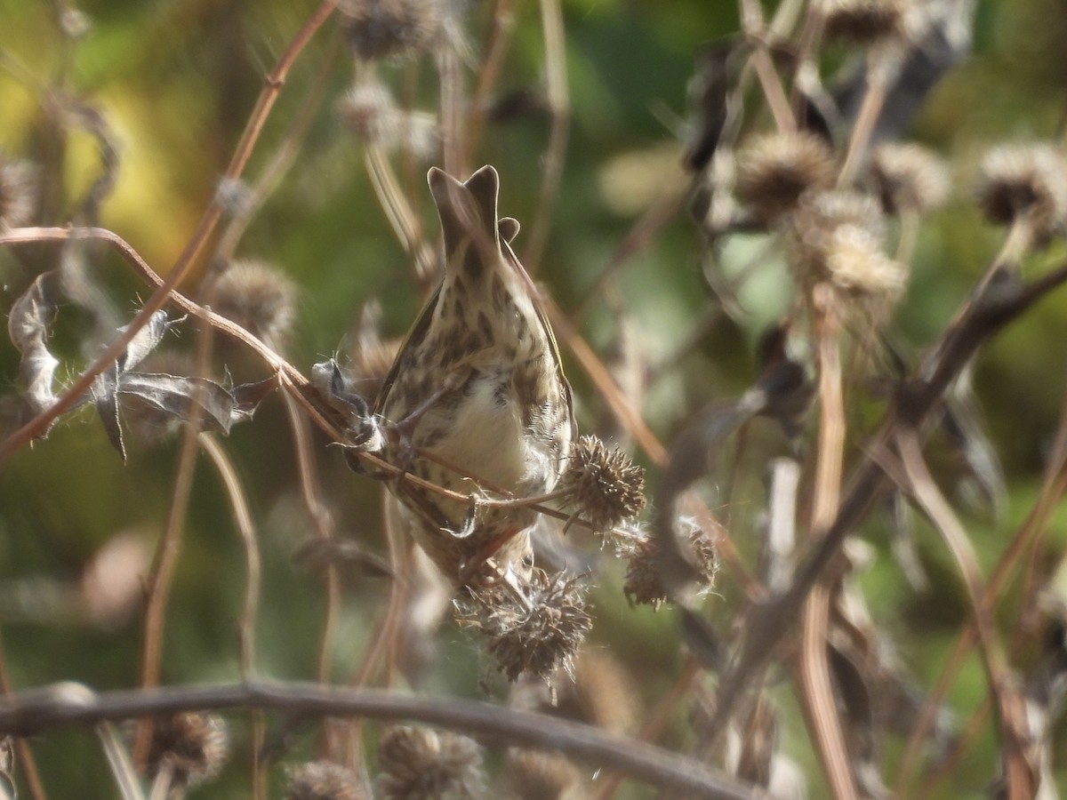 Pine Siskin - ML644483493