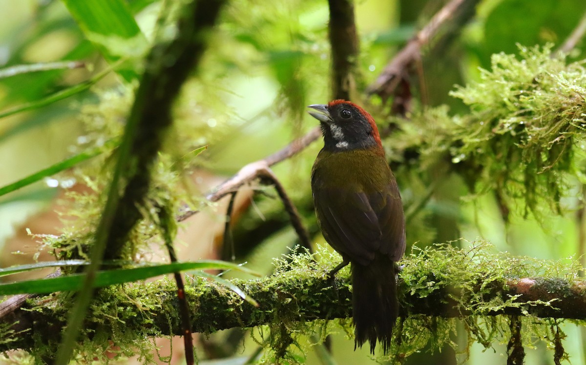 Sooty-faced Finch - ML644483496