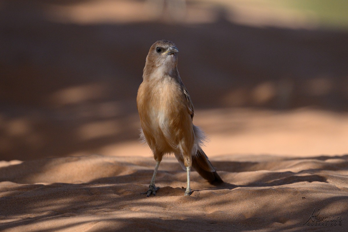 Fulvous Chatterer - ML644483531