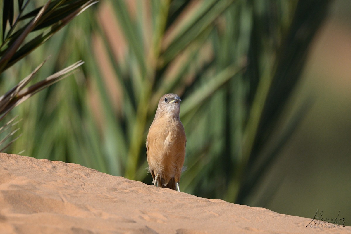 Fulvous Chatterer - ML644483532