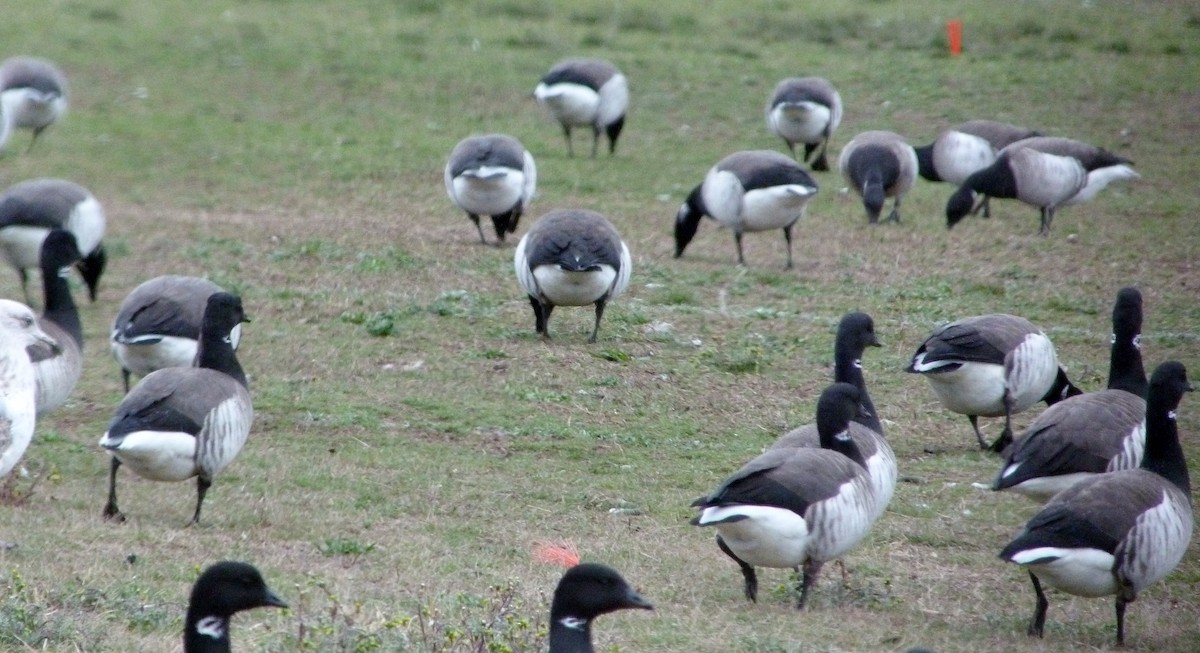 Branta musubeltza - ML644483549