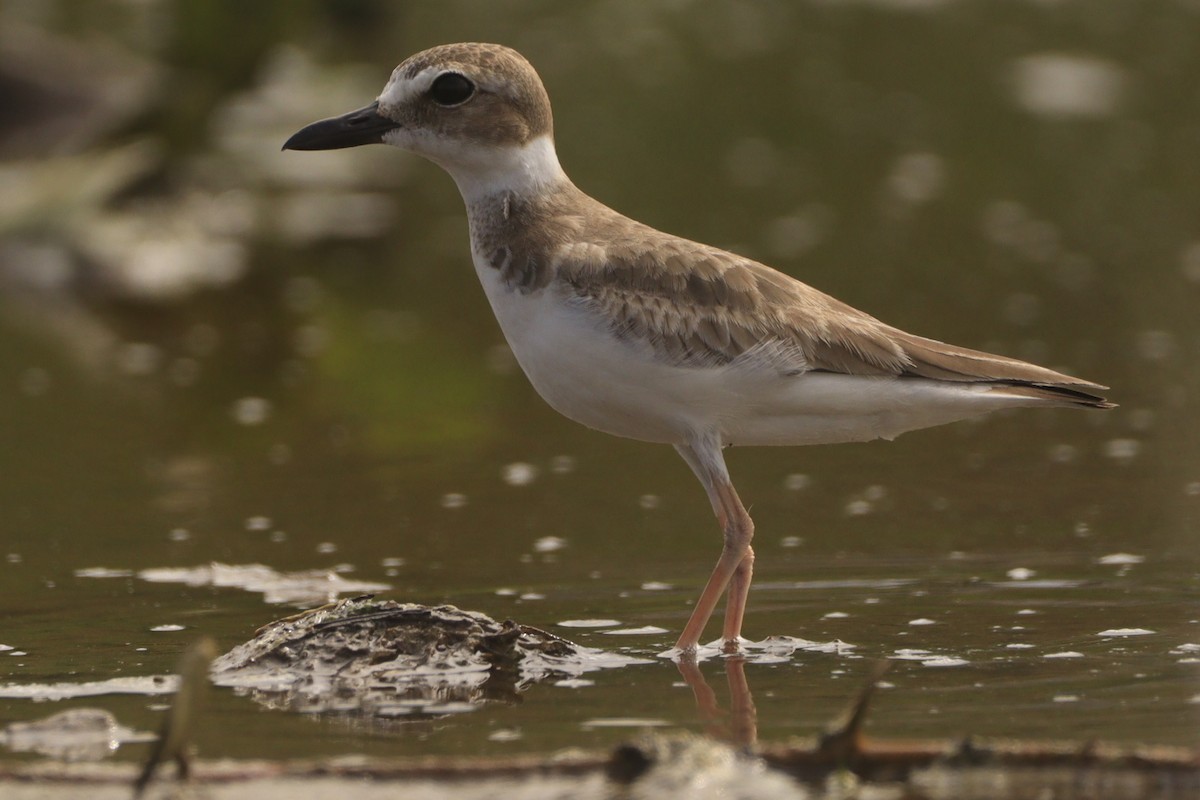 Wilson's Plover - ML644483558