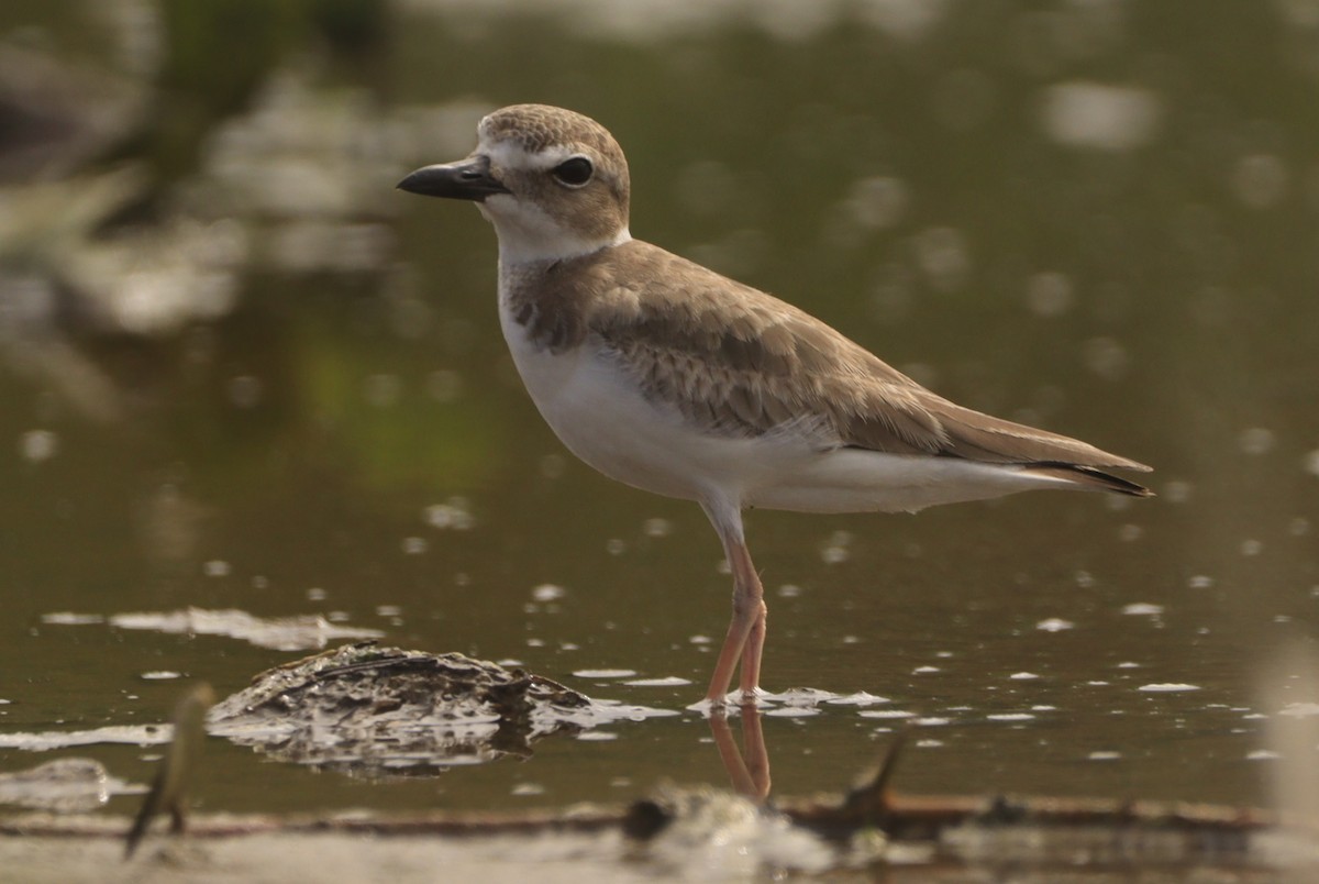 Wilson's Plover - ML644483559