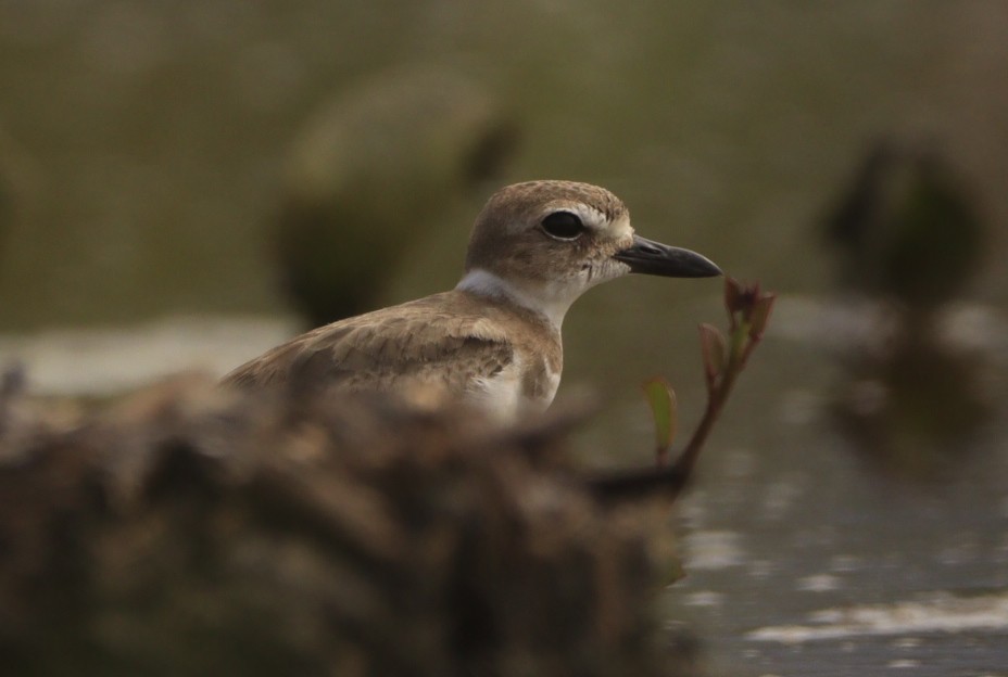 Wilson's Plover - ML644483560