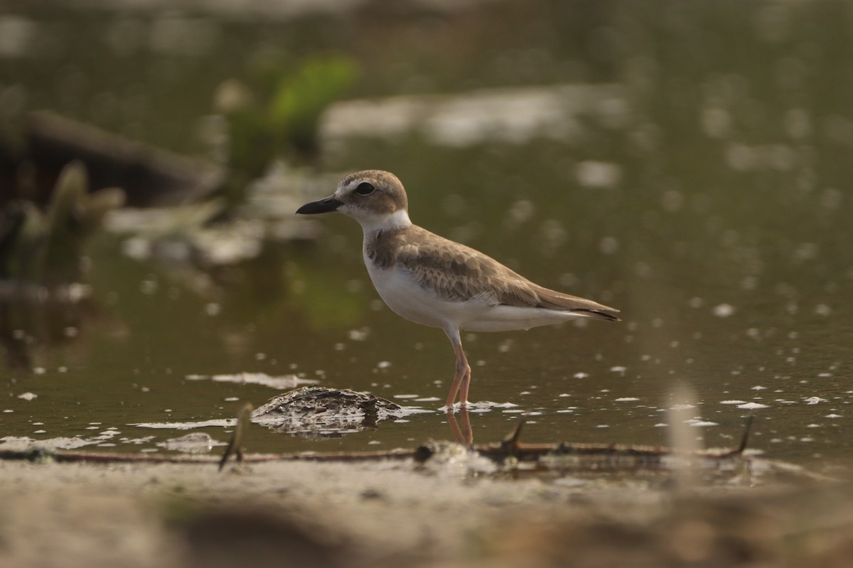 Wilson's Plover - ML644483561