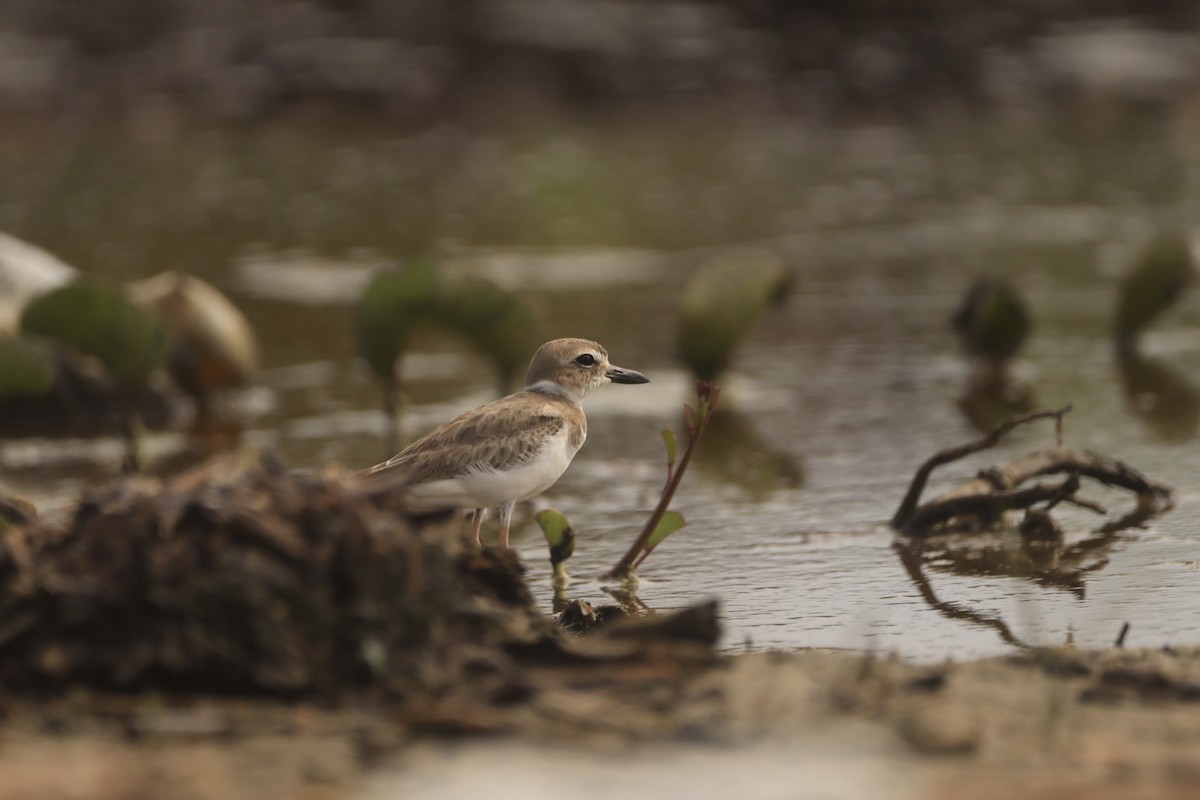 Wilson's Plover - ML644483562