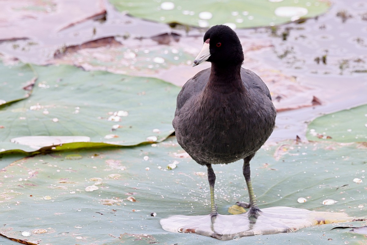 American Coot - ML644483567