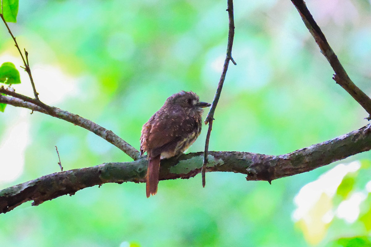 White-whiskered Puffbird - ML644483572
