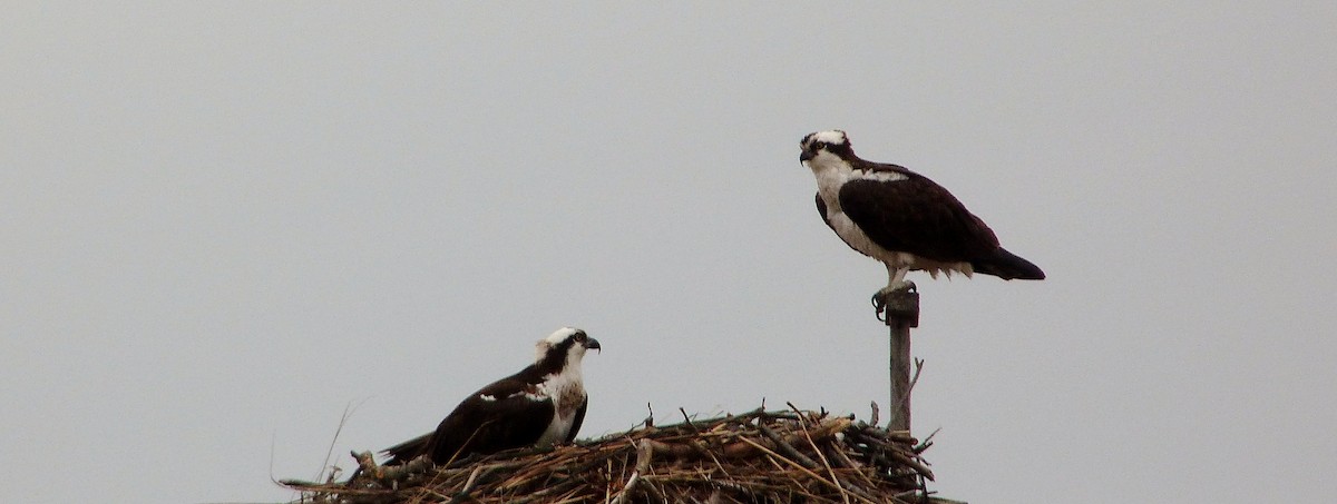 Arrano arrantzalea - ML644483573