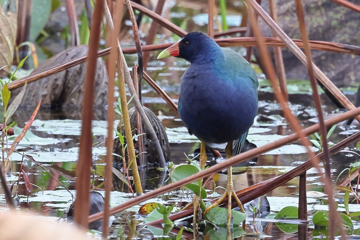Purple Gallinule - ML644483574