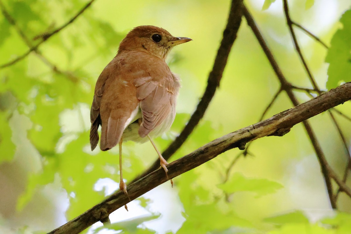 Weidenmusendrossel - ML644483586