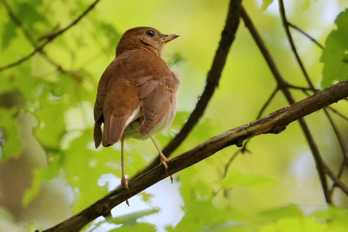 Weidenmusendrossel - ML644483587