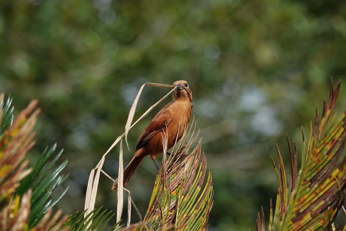 クロフウキンチョウ - ML644483594