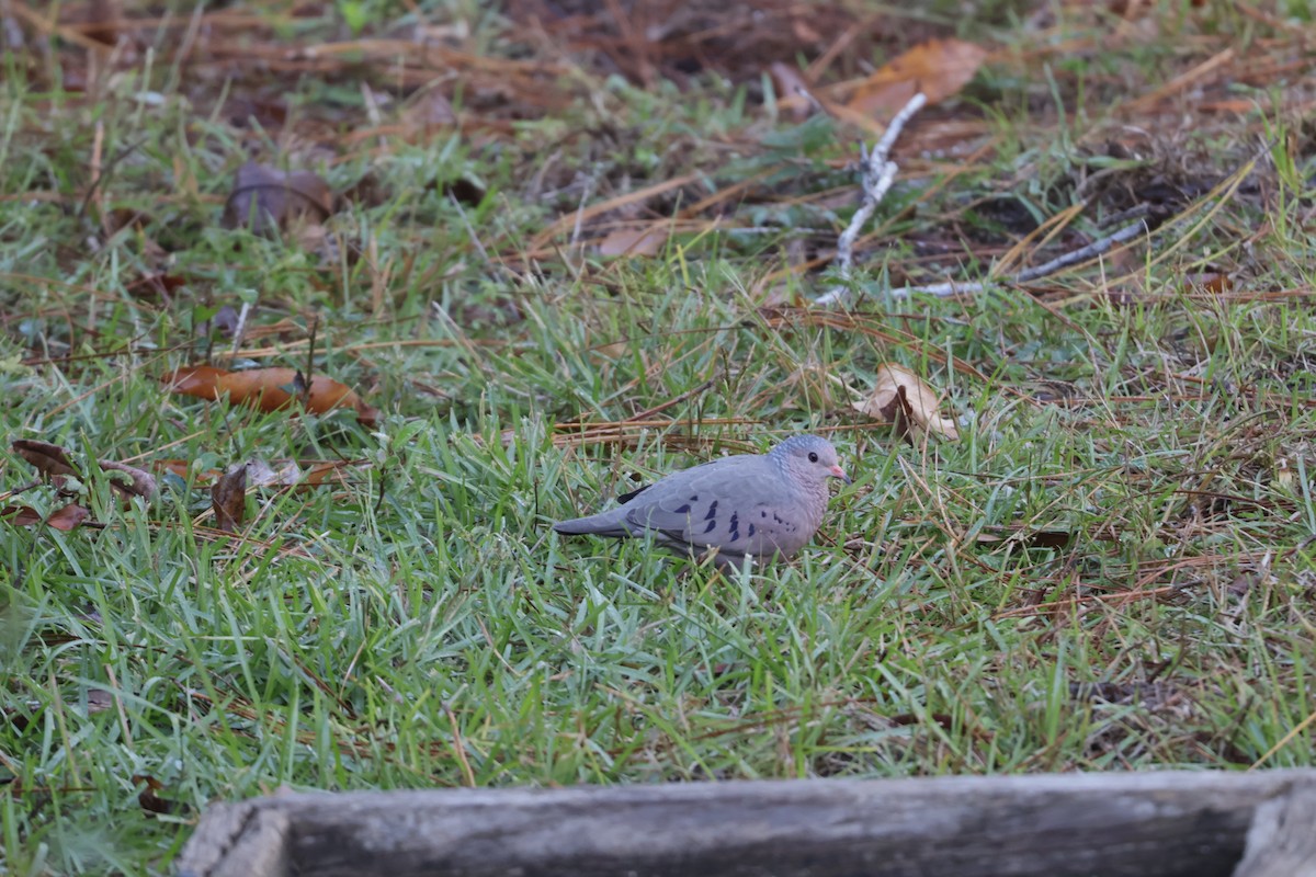 Common Ground Dove - ML644483598