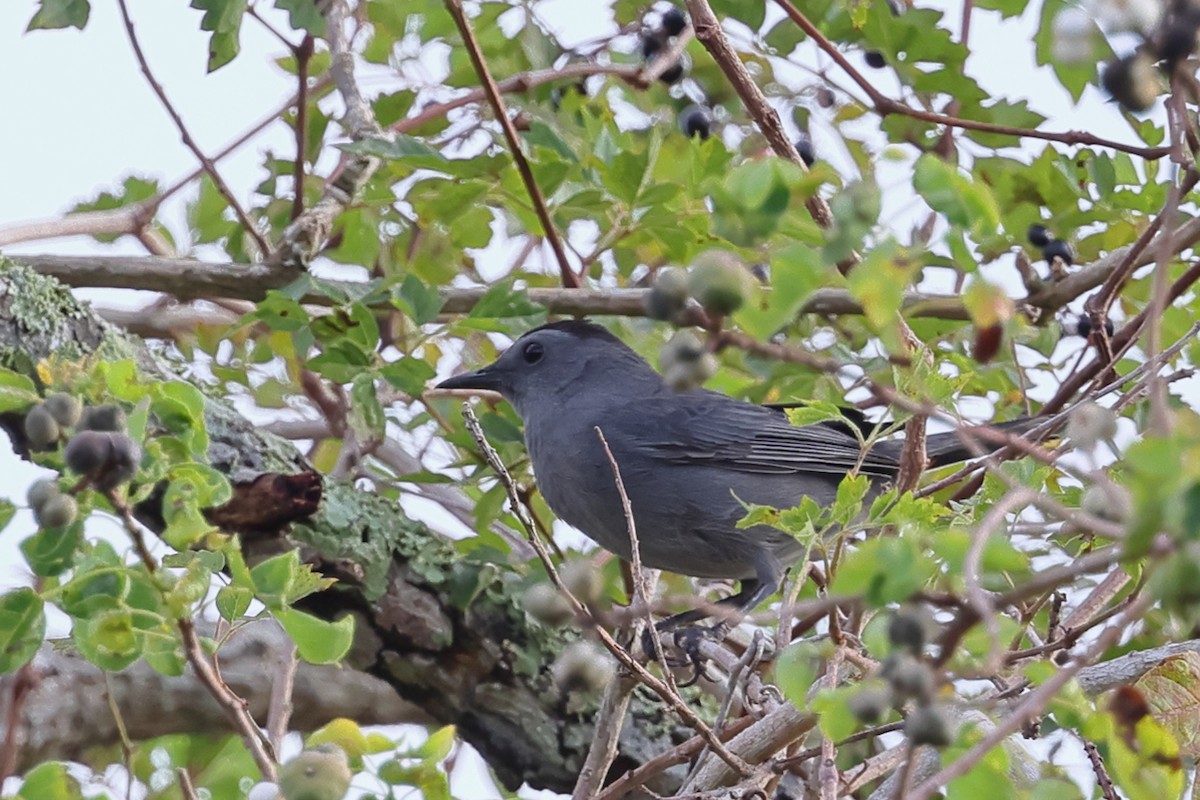 Gray Catbird - ML644483603