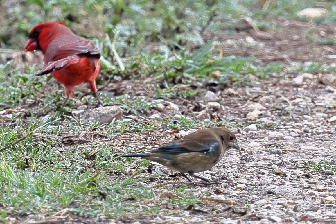 Indigo Bunting - ML644483619
