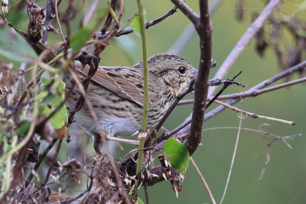 Lincoln's Sparrow - ML644483621