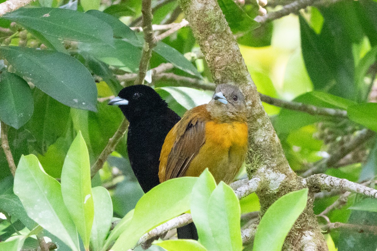 Scarlet-rumped Tanager - ML644483624
