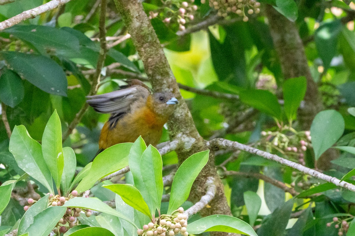 Scarlet-rumped Tanager - ML644483625