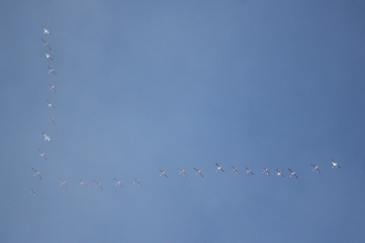 Snow Goose - ML644483633