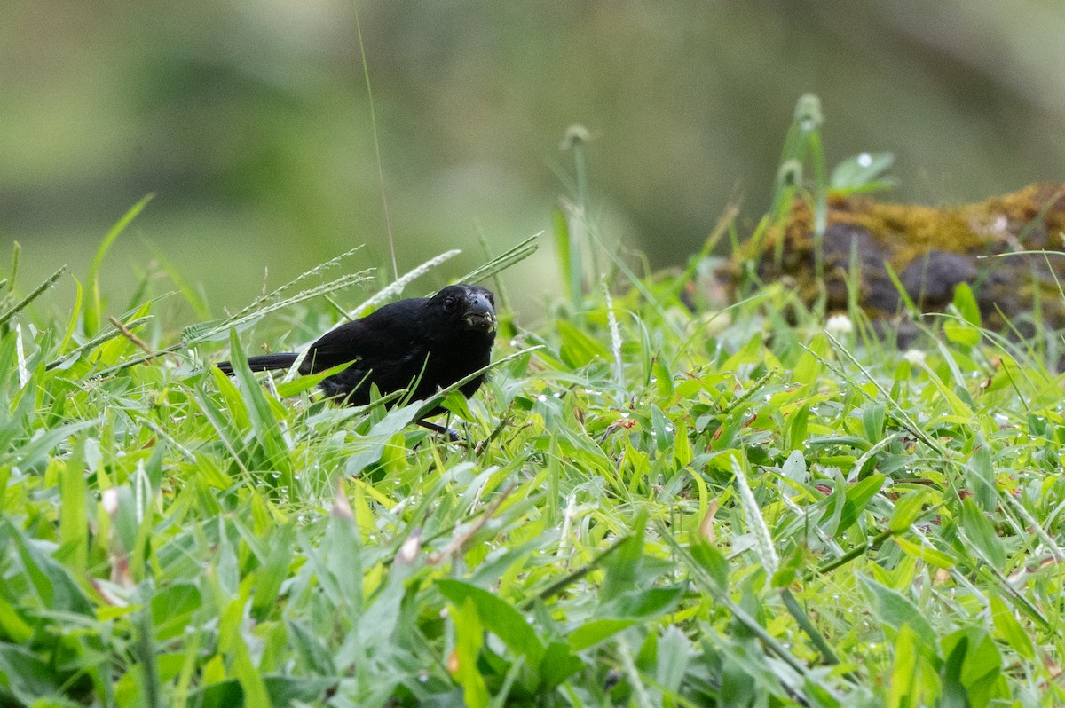 Чёрный просяночник - ML644483639