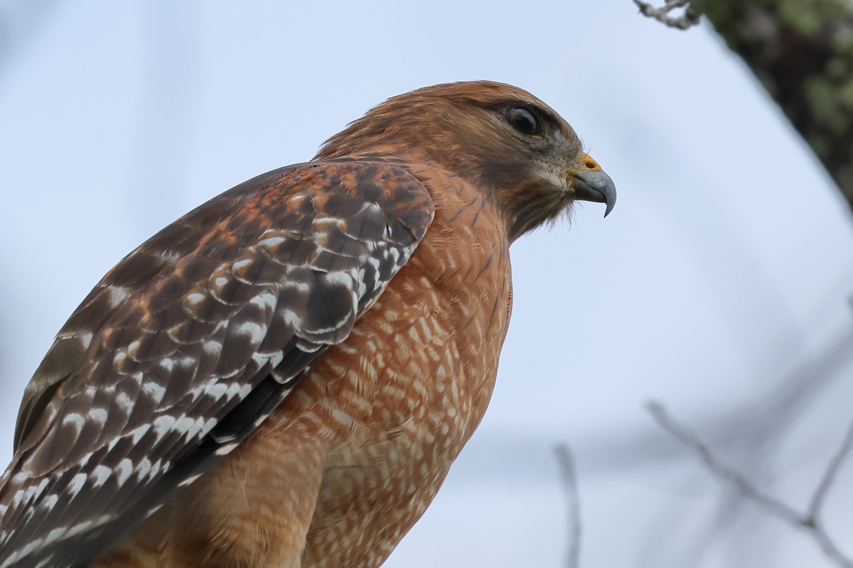 Red-shouldered Hawk - ML644483647