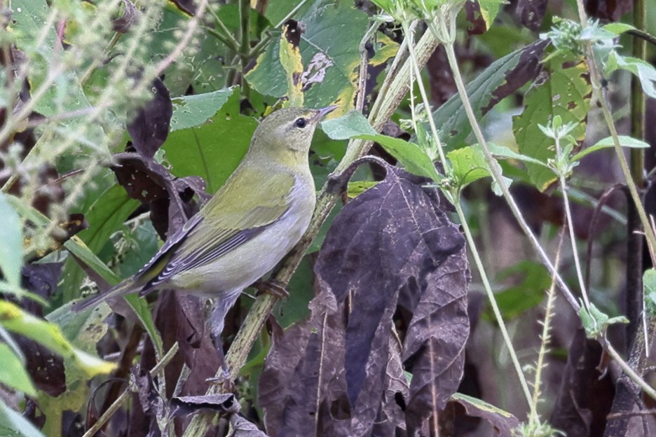 Tennessee Warbler - ML644483655