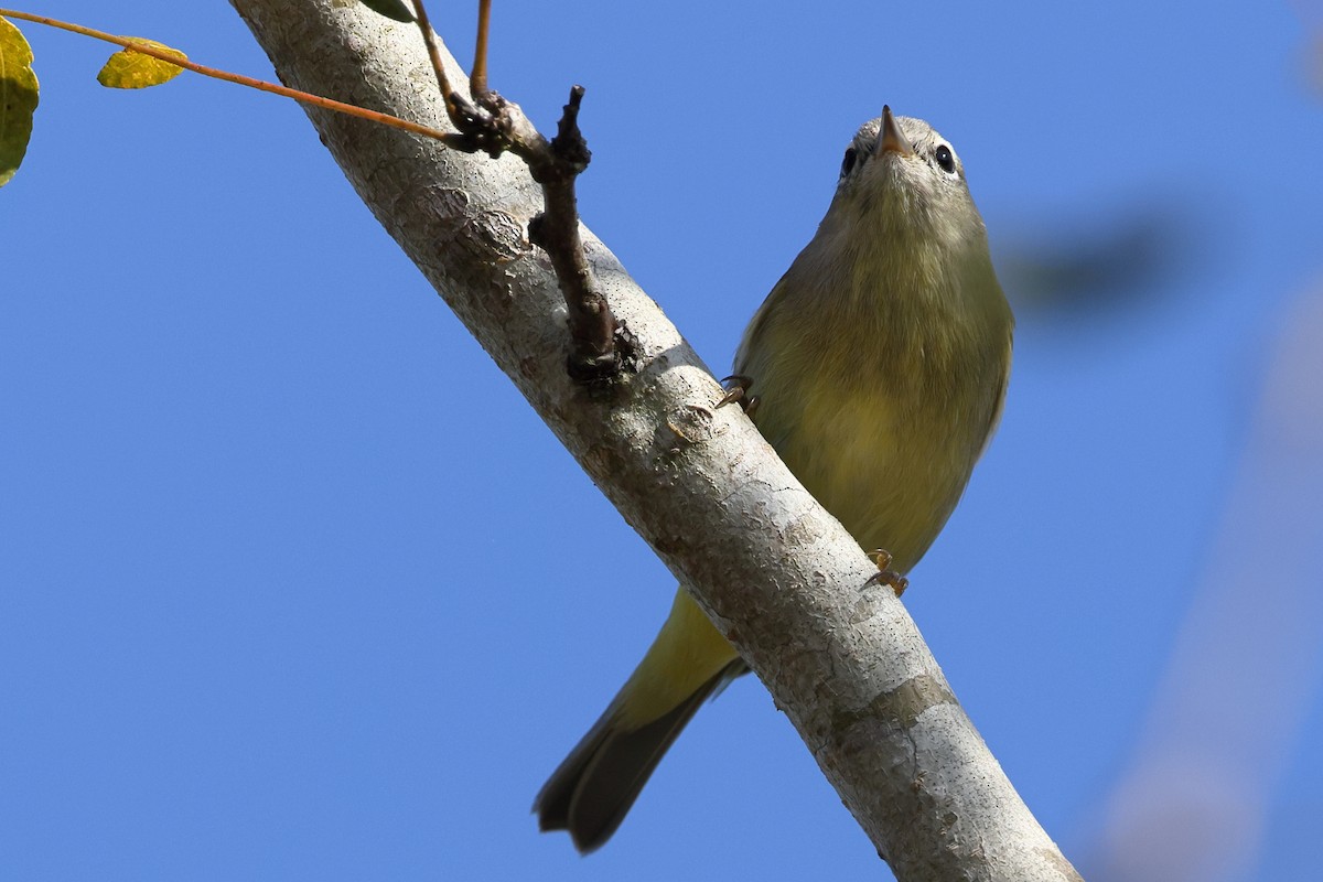 Orange-crowned Warbler - ML644483659
