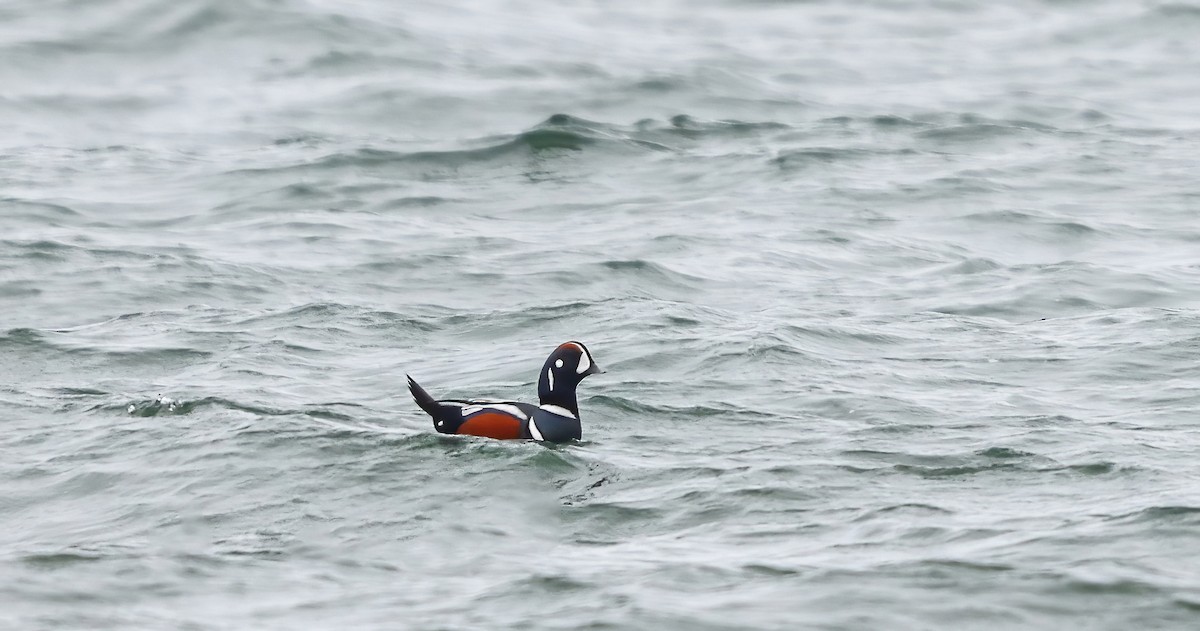 Хотгуужин чөрх - ML644483662