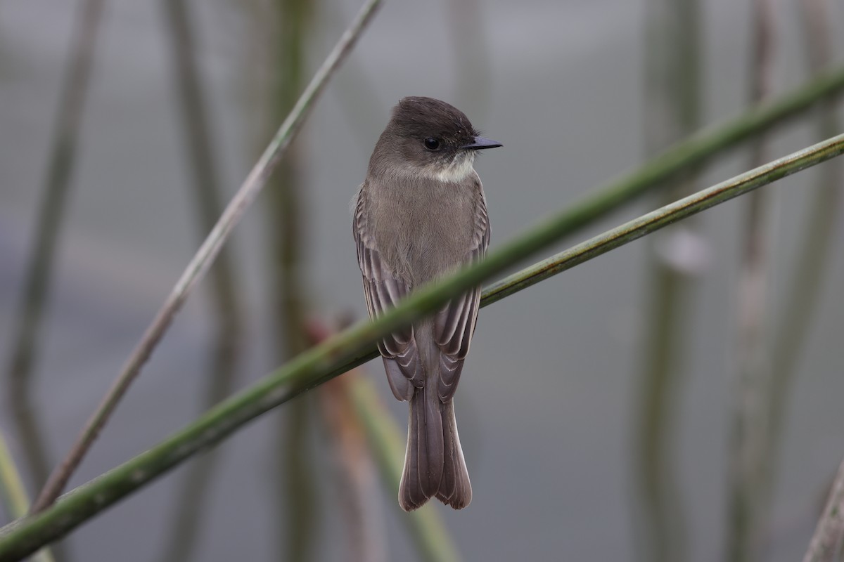 Eastern Phoebe - ML644483664