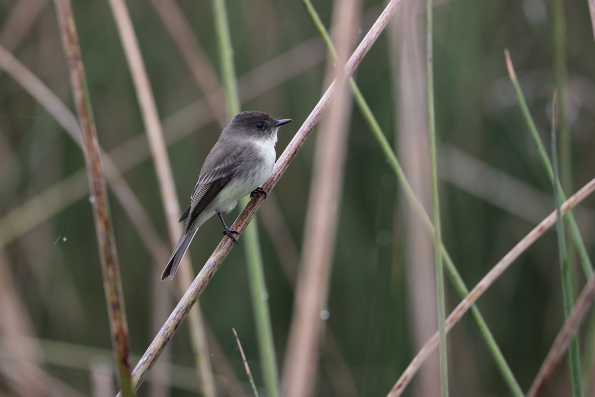 Eastern Phoebe - ML644483665