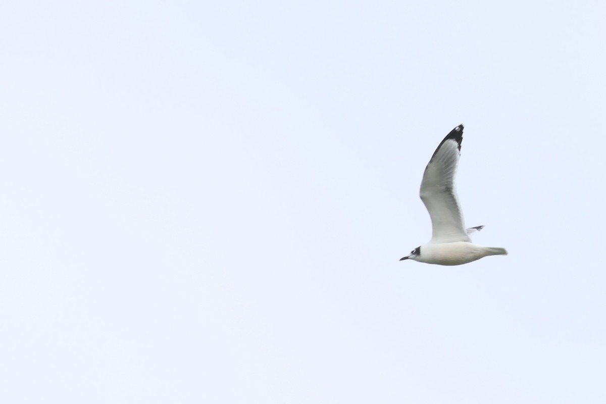 שחף אפור-זנב - ML644483670