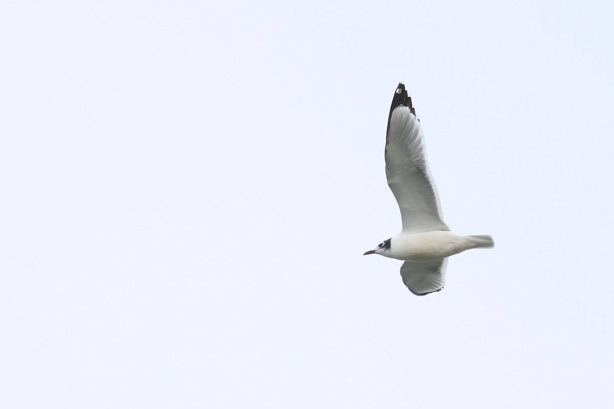 שחף אפור-זנב - ML644483671