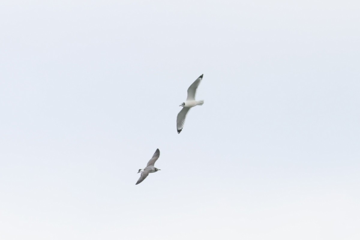 שחף אפור-זנב - ML644483672