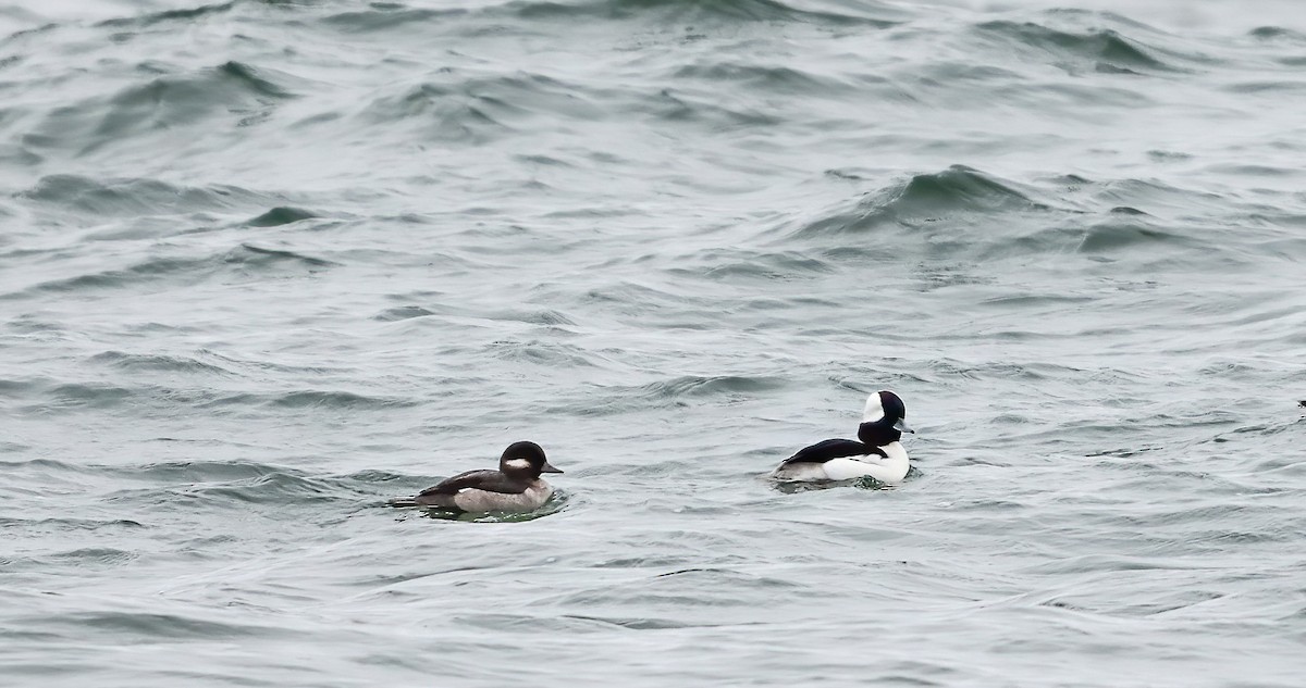 Bufflehead - ML644483673