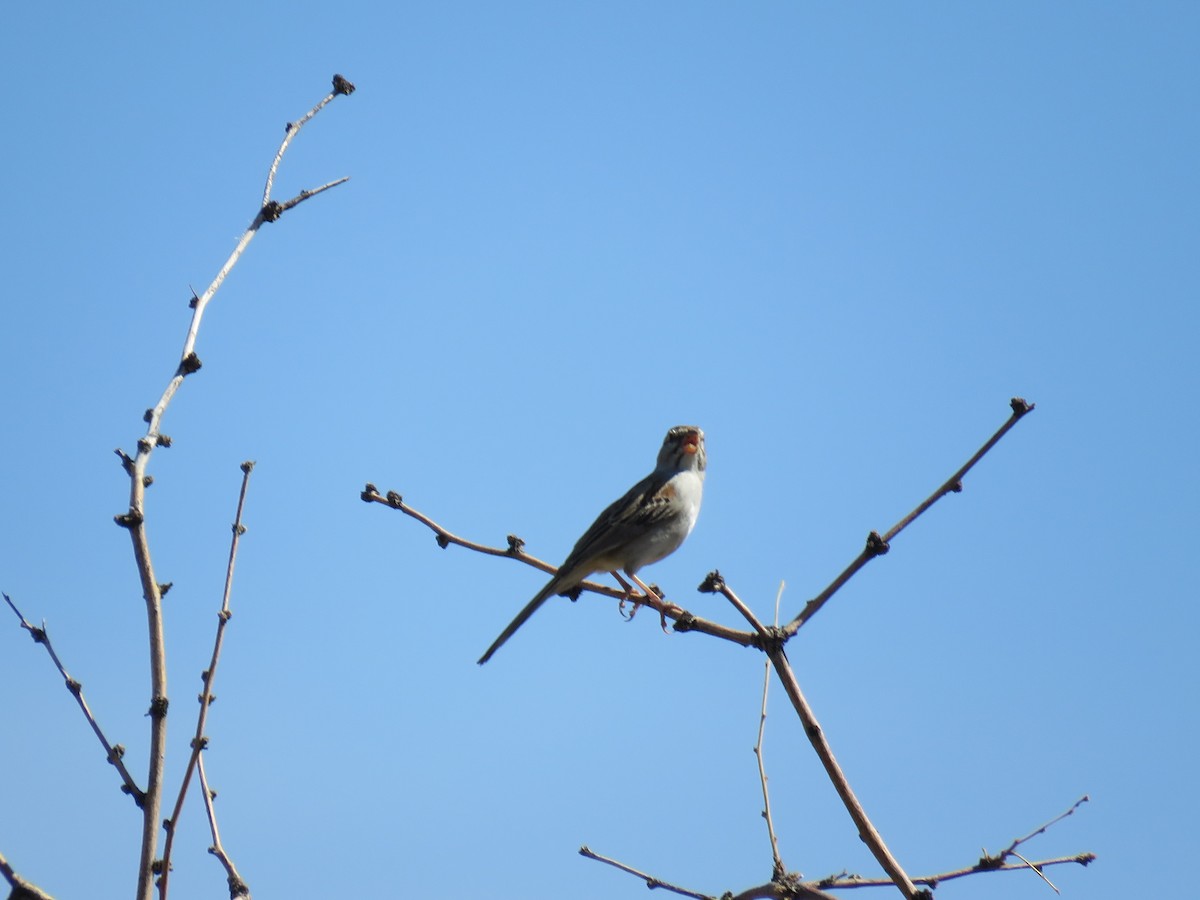 Rufous-winged Sparrow - ML644483674