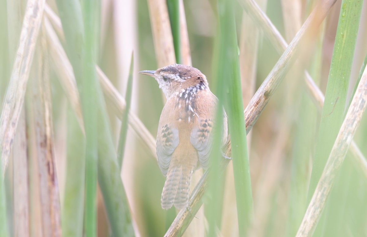 Marsh Wren - ML644483675