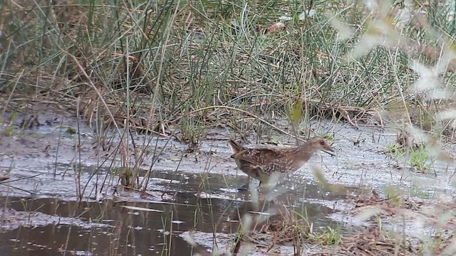 Uroilanda pikarta - ML644483683