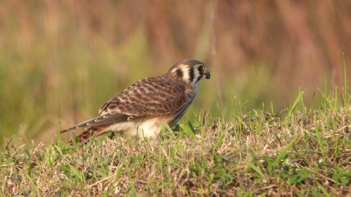 Belatz amerikarra - ML644483687