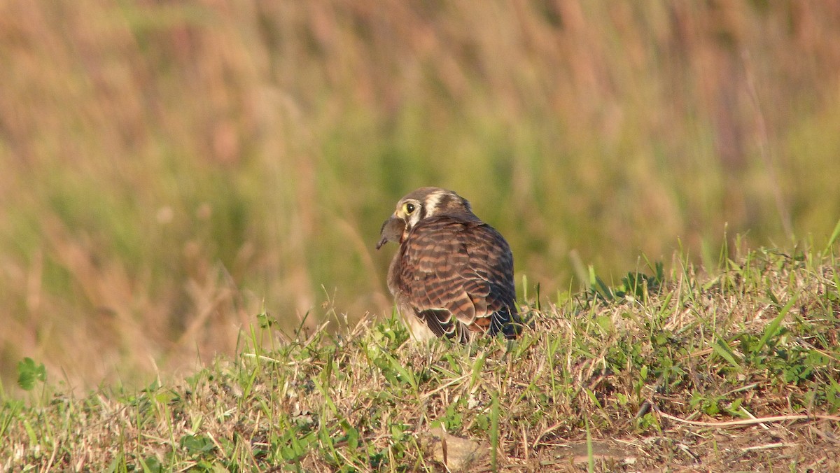 Belatz amerikarra - ML644483688