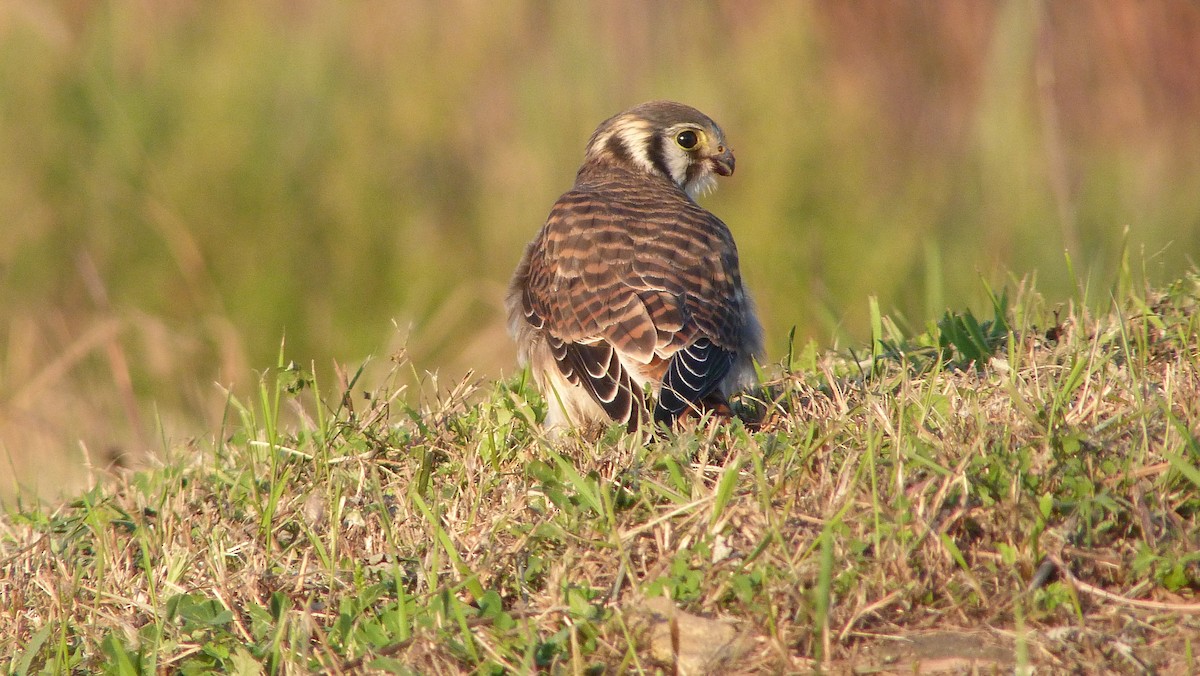 Belatz amerikarra - ML644483689