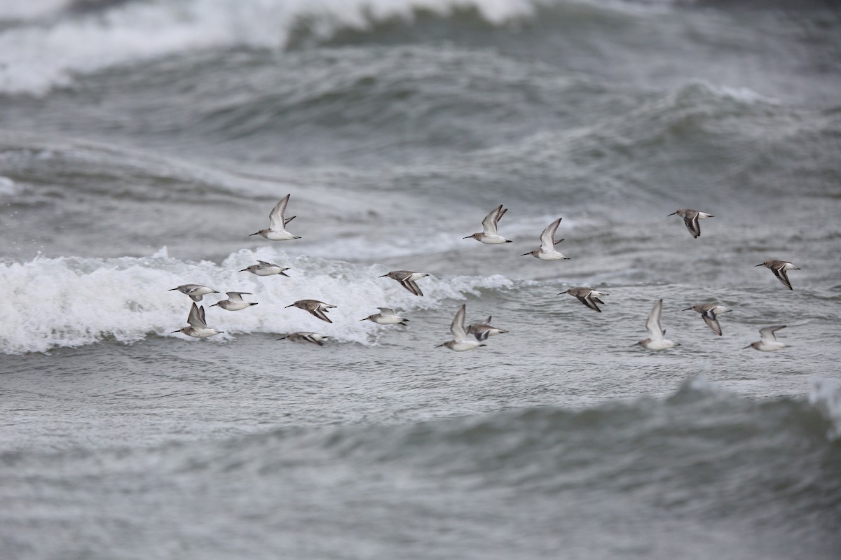 Чернозобик - ML644483715