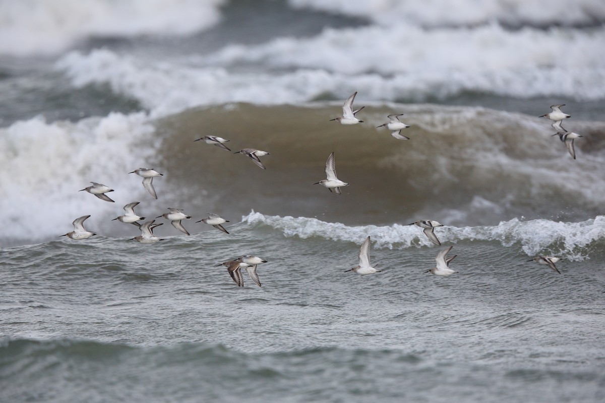 Чернозобик - ML644483716