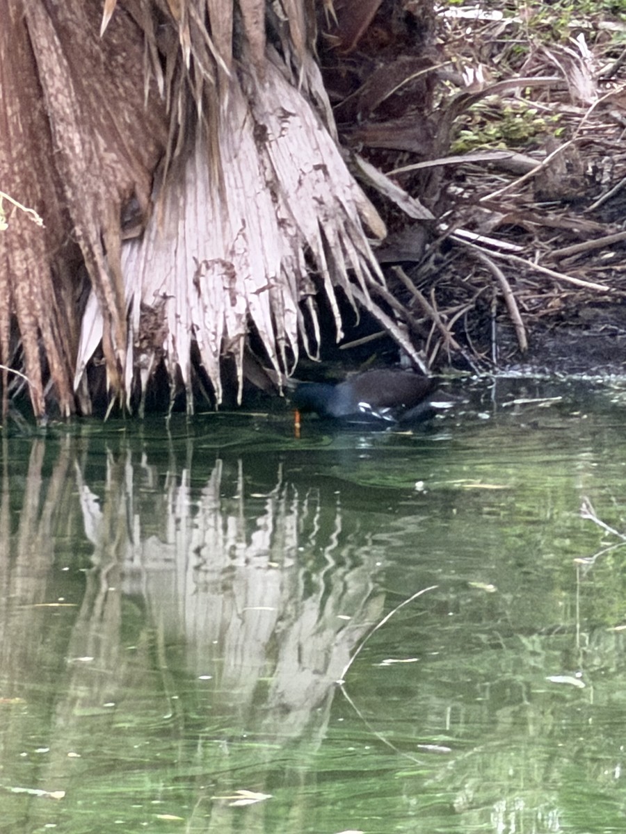 Amerika Sutavuğu - ML644483720